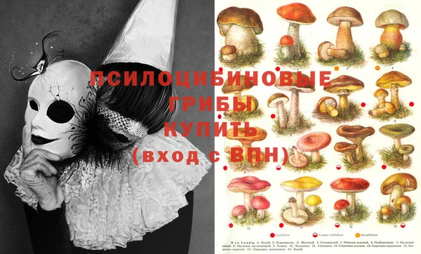 apvp Вязьма